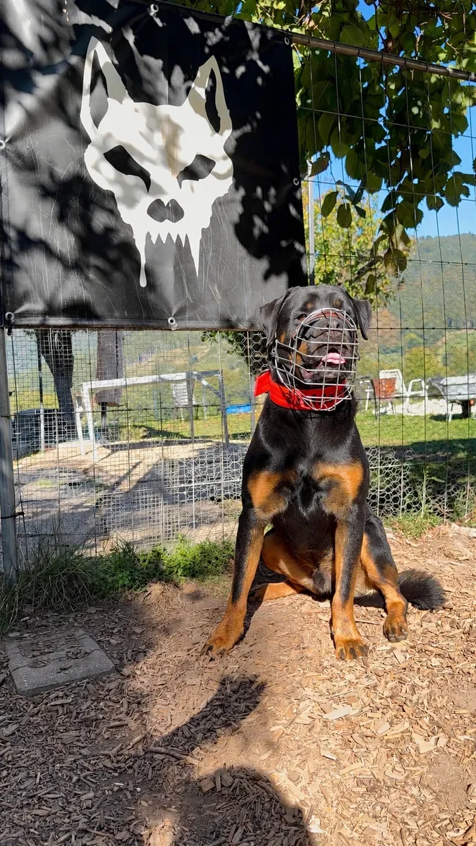 Rottweiler Bruno sitzt mit Maulkorb vor dem Teufelshunde-Banner