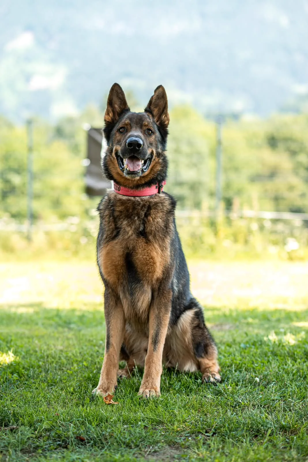 Deutscher Schäferhund Rocky sitzt aufmerksam auf einer Wiese