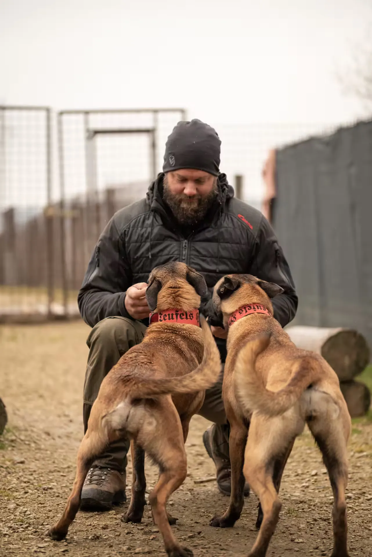 Georg Resch kniet auf dem Trainingsplatz zwischen zwei Malinois