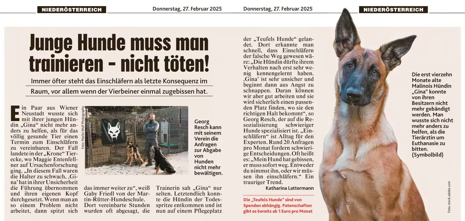 Junger Hund beim Training