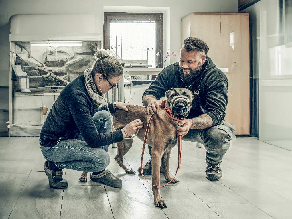 problemhund-tierarzt-training-teufels-hunde-5