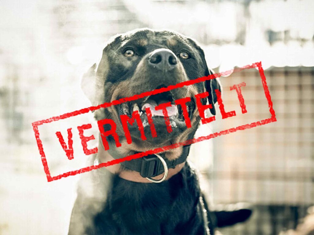 kim-problemhund-vermittelt-steckbrief-teufels-hunde