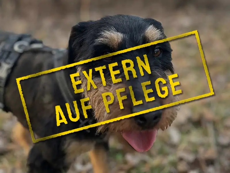 anni_problemhund-steckbrief-teufels-hunde-extern-auf-pflege