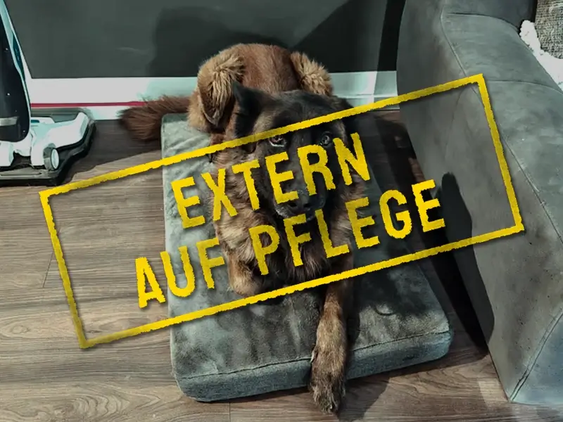 hec_problemhund-steckbrief-teufels-hunde-extern-auf-pflege