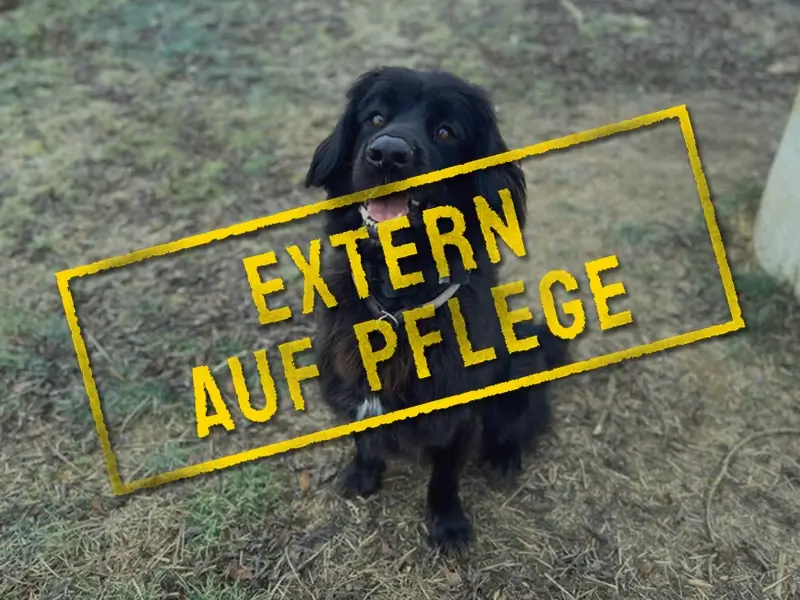 loki_problemhund-steckbrief-teufels-hunde-extern-auf-pflege