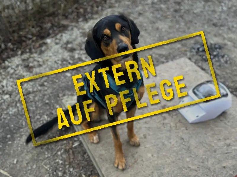 neo_problemhund-steckbrief-teufels-hunde-extern-auf-pflege