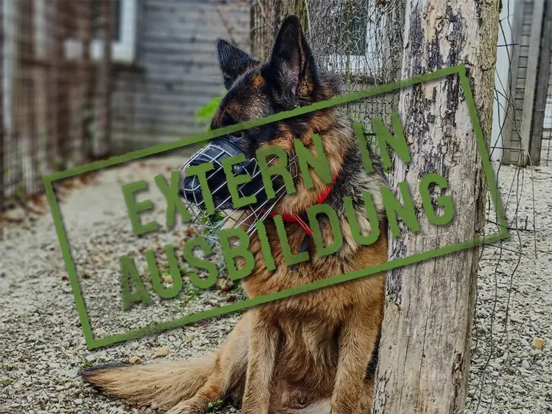 oscar_problemhund-steckbrief-teufel-hunde-extern-ausbildung