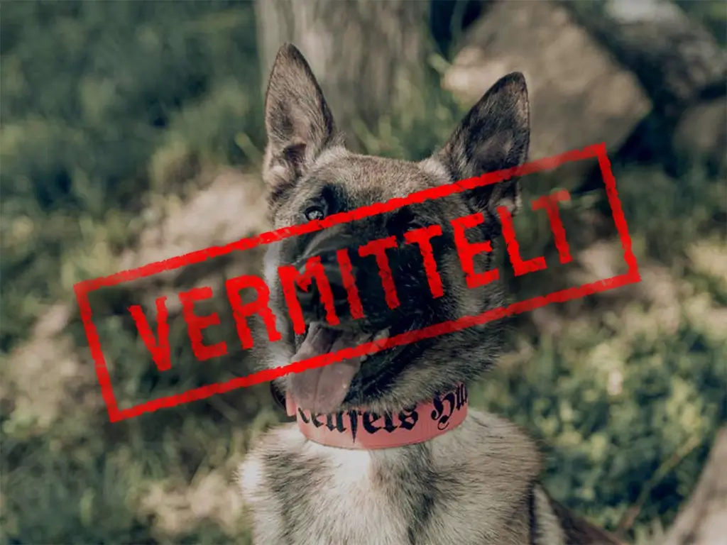 teufels-hunde-steckbrief-knight-vermittelt